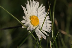 Blüten-003