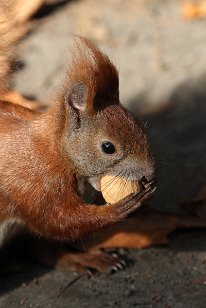 Eichhörnchen-007