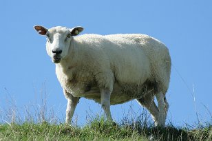 Schafe-005